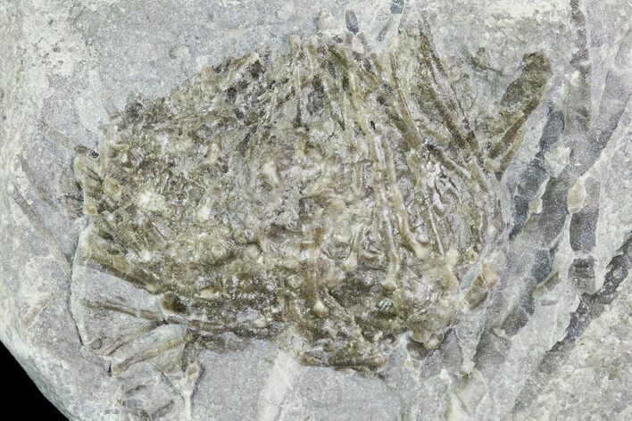 Fossil Echinoid (Archaeocidaris) - Indiana #110588
